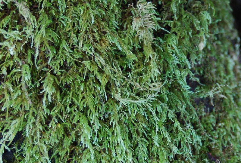 Moss on Bark.jpg - This moss covered one of the pieces we later split into firewood.  (Woodsman, spare that moss!)